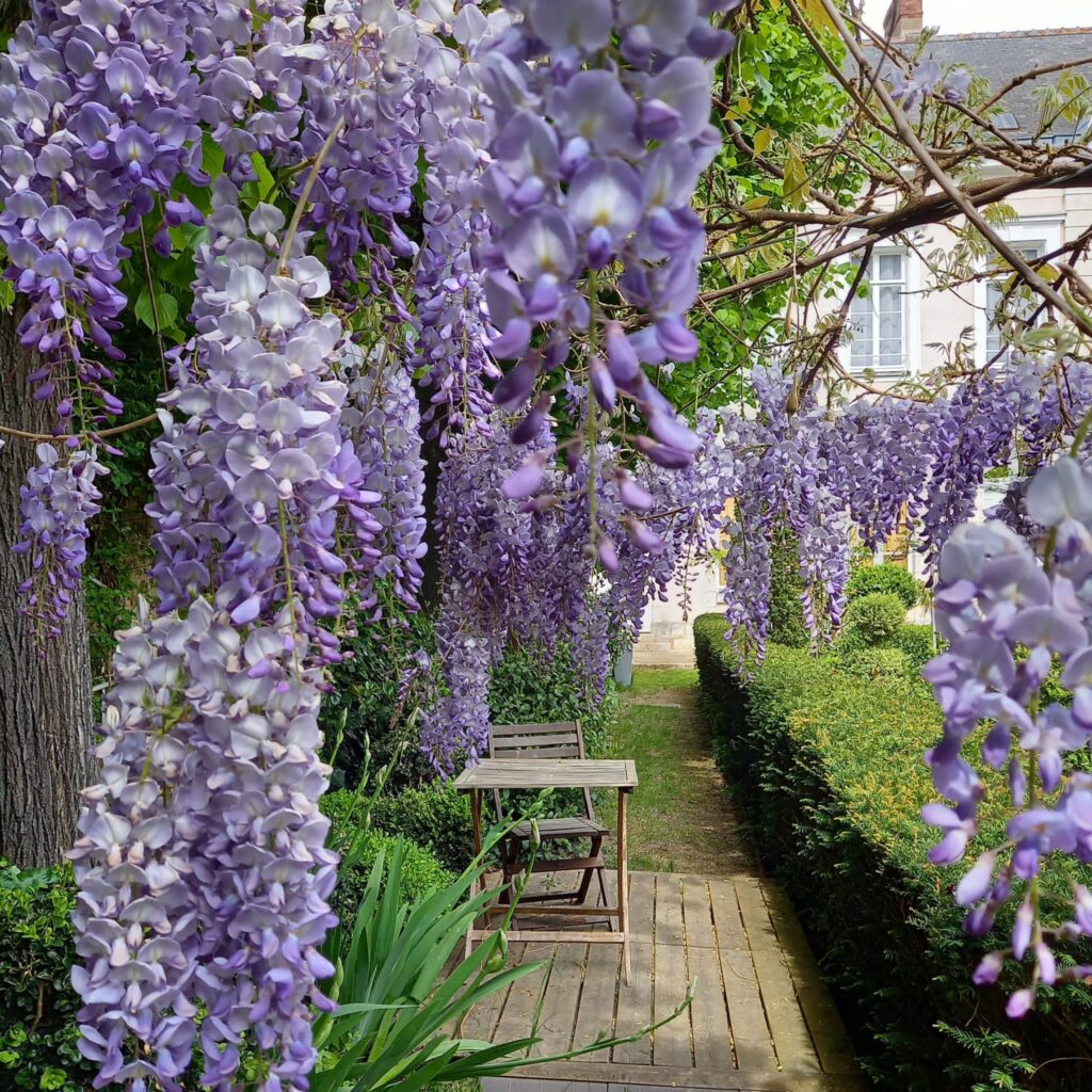 glycine-jardin-privatif-maison-ailleurs